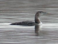 Yellow-billed Loon - Gavia adamsii