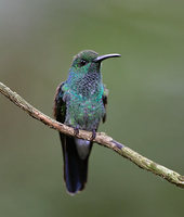 White-vented Plumeleteer (Chalybura buffonii) photo