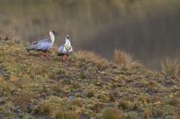 Andean Ibis - Theristicus branickii