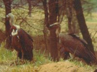 Indian Vulture - Gyps indicus