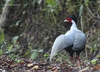 Silver Pheasant - Lophura nycthemera