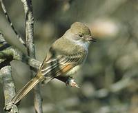 Nutting's Flycatcher (Myiarchus nuttingi) photo