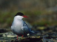 Arctic Tern (Sterna paradisaea) photo