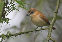 Cinnamon Becard (Pachyramphus cinnamomeus) photo