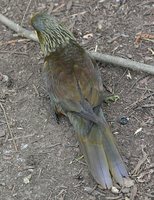 Brown Lory - Chalcopsitta duivenbodei