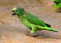 Yellow-crowned Parrot - Amazona ochrocephala