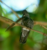 Sombre Hummingbird - Campylopterus cirrochloris