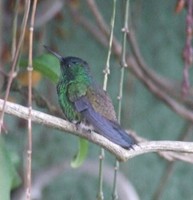 Indigo-capped Hummingbird - Saucerottia cyanifrons