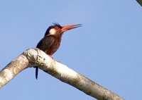 White-eared Jacamar - Galbalcyrhynchus leucotis