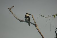 White-necked Puffbird - Notharchus macrorhynchos