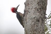 Crimson-crested Woodpecker - Campephilus melanoleucos