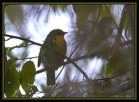 Golden-breasted Fruiteater - Pipreola aureopectus