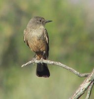 Say's Phoebe - Sayornis saya