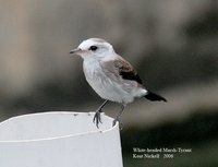 White-headed Marsh-Tyrant - Arundinicola leucocephala