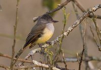 Dusky-capped Flycatcher - Myiarchus tuberculifer