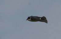 Tree Swallow - Tachycineta bicolor