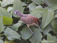 Rufous-naped Wren - Campylorhynchus rufinucha