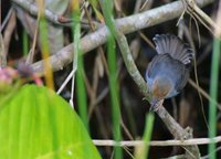 Ashy Tailorbird - Orthotomus ruficeps