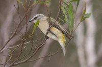 Yellow-rumped Thornbill - Acanthiza chrysorrhoa