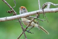 Gray-eyed Greenlet - Hylophilus amaurocephalus