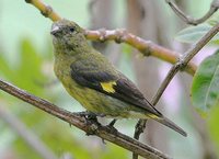 Yellow-bellied Siskin - Carduelis xanthogastra