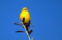 Yellow Canary - Serinus flaviventris