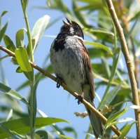 Reed Bunting - Emberiza schoeniclus