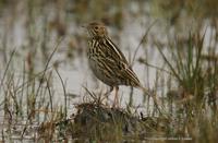 *NEW* Correndera Pipit