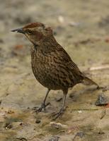 *NEW* Yellow-winged Blackbird (female)