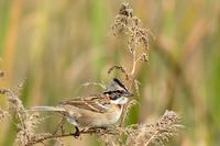 Chingolo Zonotrichia capensis Rufous-collared Sparrow