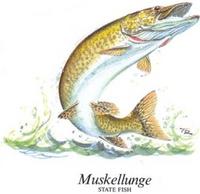 Muskellunge