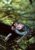 Vampire Bat (Desmodus rotundus)