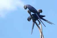 Hyacinth  macaw   -   Anodorhynchus  hyacinthinus   -   Ara  giacinto