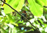 Broad-billed Motmot  