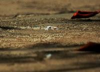 Ghost Crab  