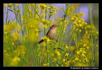 prinia