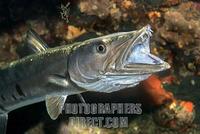 Big barracuda ( Sphyraena barracuda ) stock photo