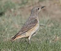 Rufous-tailed Rock-thrush (Monticola saxatilis)