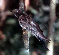 Indian Cuckoo