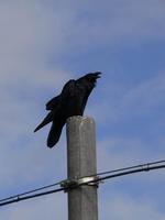 Raven Corvus corax