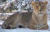 Picture of an Asiatic Lion Panthera leo persica