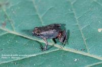 : Arthroleptis xenodactyloides; Dwarf Squeaker