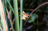 : Hypsiboas polytaenius