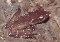 : Nyctixalus pictus; Peter's Tree Frog
