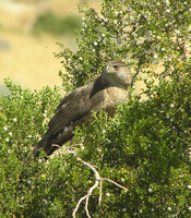 : Accipiter cooperii; Cooper's Hawk