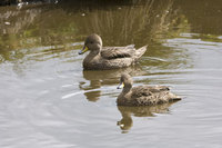 : Anas georgica; South Georgia Pintail