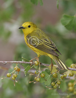 : Dendroica petechia; Yellow Warbler