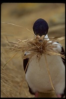 : Phalacrocorax atriceps; Imperial Shag