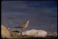 : Pluvialis squatarola; Black-bellied Plover