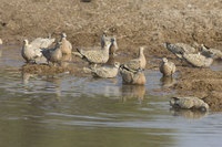 : Pterocles burchelli; Burchell's Sandgrouse